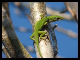 Green Lizzard Обои