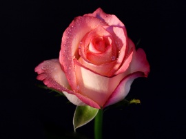 Pink Rose Обои