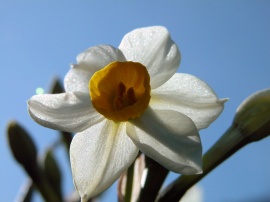 Daffodil Обои