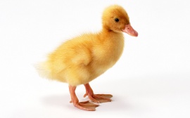 Quack quack Обои