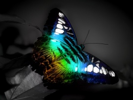 Butterfly Light Обои