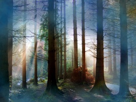 Fog in Forest Wallpaper