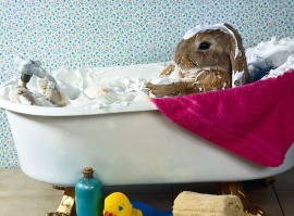 Easter Bunny Bath Wallpaper