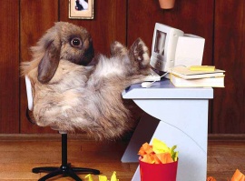 Easter Bunny at PC Обои