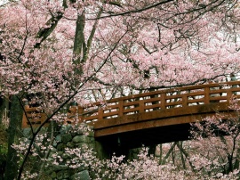 Cherry Blossom Обои