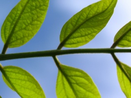 Zoomed leafs Обои
