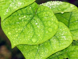Water on leafs Обои