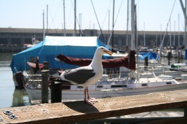 Posing Seagull Обои