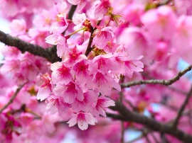 Cherry Blossom Wallpaper