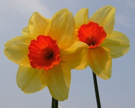 Special Daffodils Обои