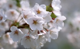 White Blossom Wallpaper