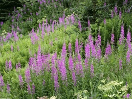 Field of Fireweed Wallpaper