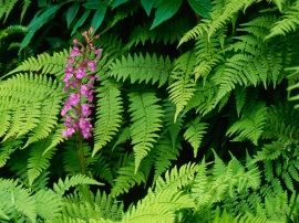 Fringed Orchid Wallpaper