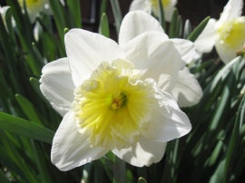 Daffodil Wallpaper