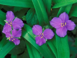 Spiderwort Flowers Wallpaper