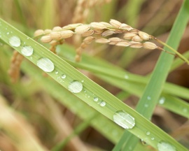 Seedy Ear Обои