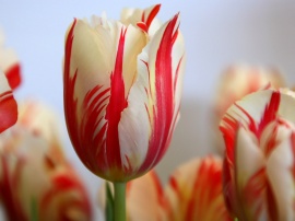 Red Striped Tulip Обои
