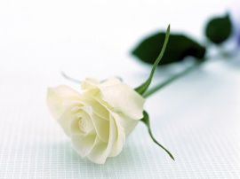 White Rose Обои