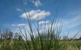 Grass in Screen Wallpaper