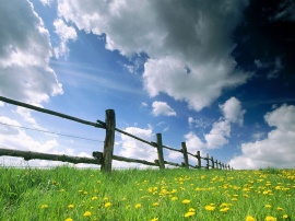 Sky From Grass Wallpaper