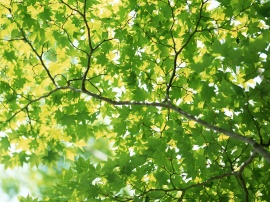 Green Roof Wallpaper