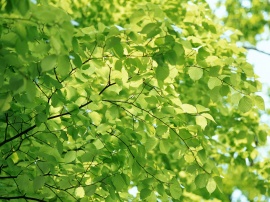 Natural Green Wallpaper