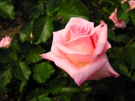 Pink Rose Обои