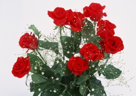 Your Roses Обои
