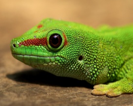 Gecko Wallpaper