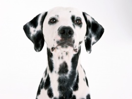 Dalmatian Wallpaper