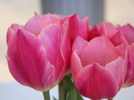 Tulips Обои