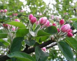 Apple Blooms Обои