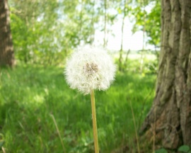 Dandelion Wallpaper