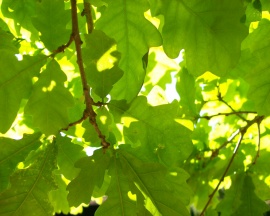 Green Oak Leaf Обои