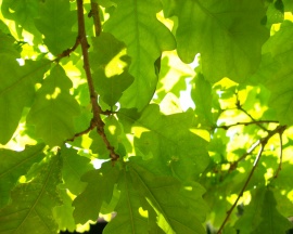 Green Oak Leaf Wallpaper