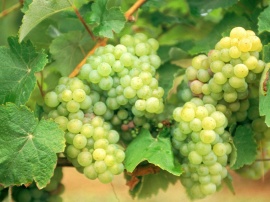 Folle Grapes Wallpaper