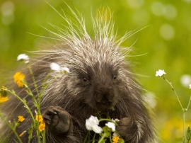 Porcupine Wallpaper