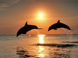 Bottlenose Dolphins Wallpaper