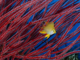 Golden Damselfish Wallpaper