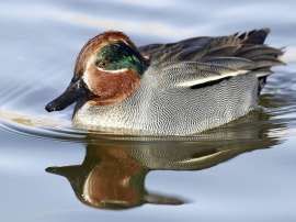 Green-Winged Teal Wallpaper