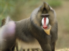 Baboon Обои