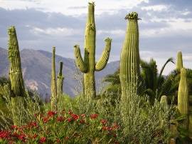 Saguaro Cacti Обои