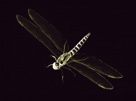 Dragon Fly Обои