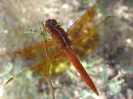 Dragonfly Обои
