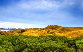 Alpine Vegetation Wallpaper