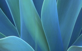 Agave Wallpaper