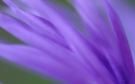 Purple Frond Wallpaper