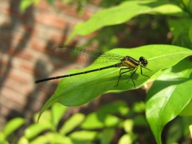 Dragon Fly Обои