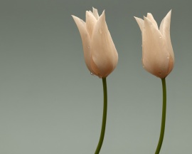 Two Tulips Wallpaper