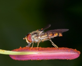 Insect on flower Обои